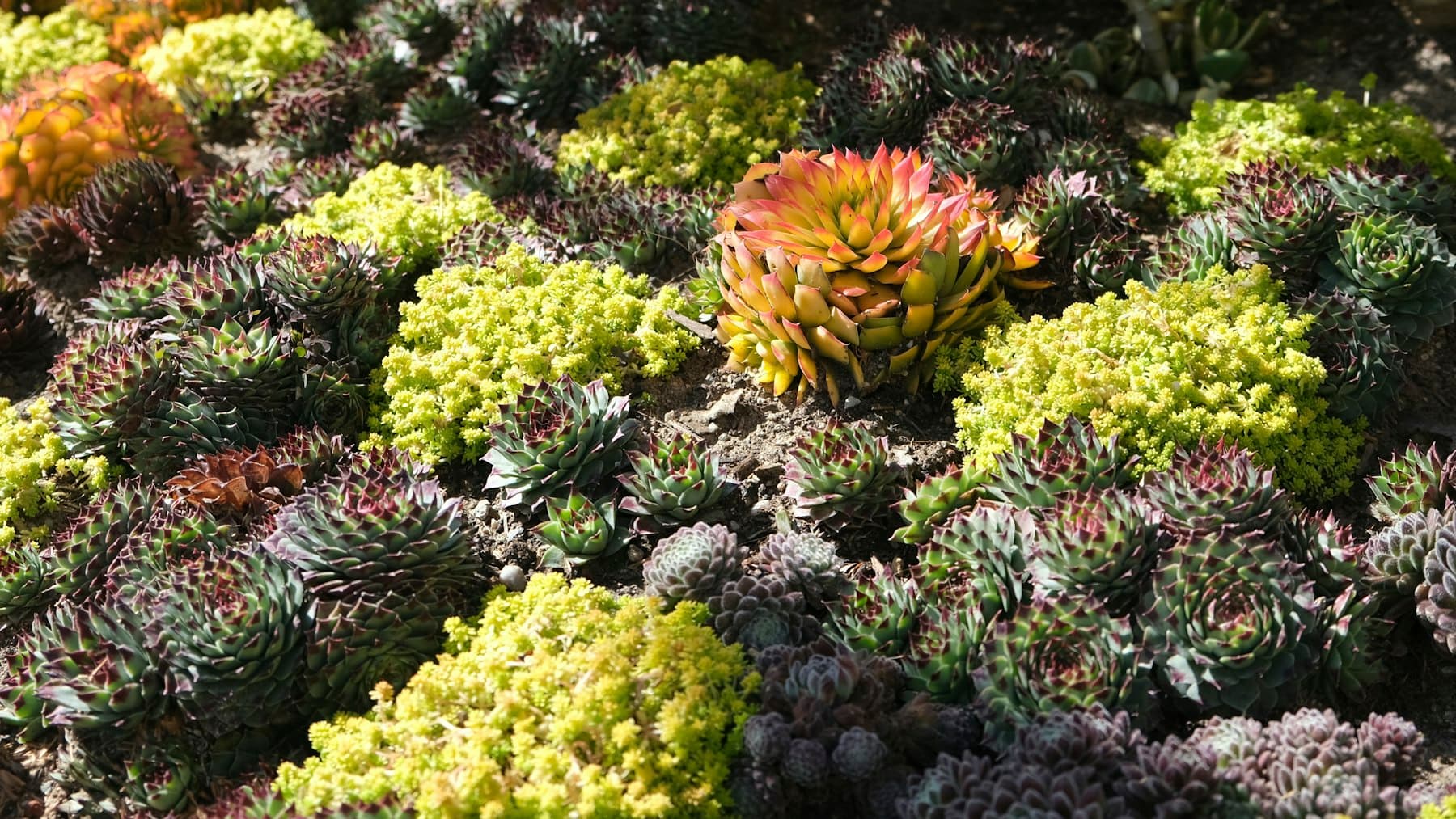 Colorful drought-tolerant succulents and flowering plants in a San Diego garden
