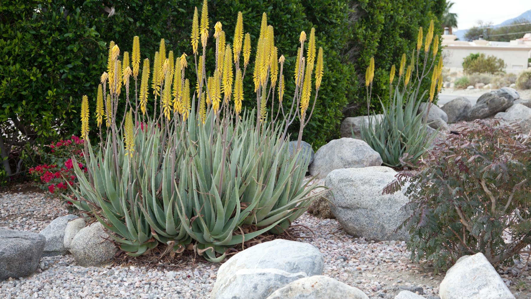 Xeriscape garden with blooming aloes, agaves, boulders, and gravel