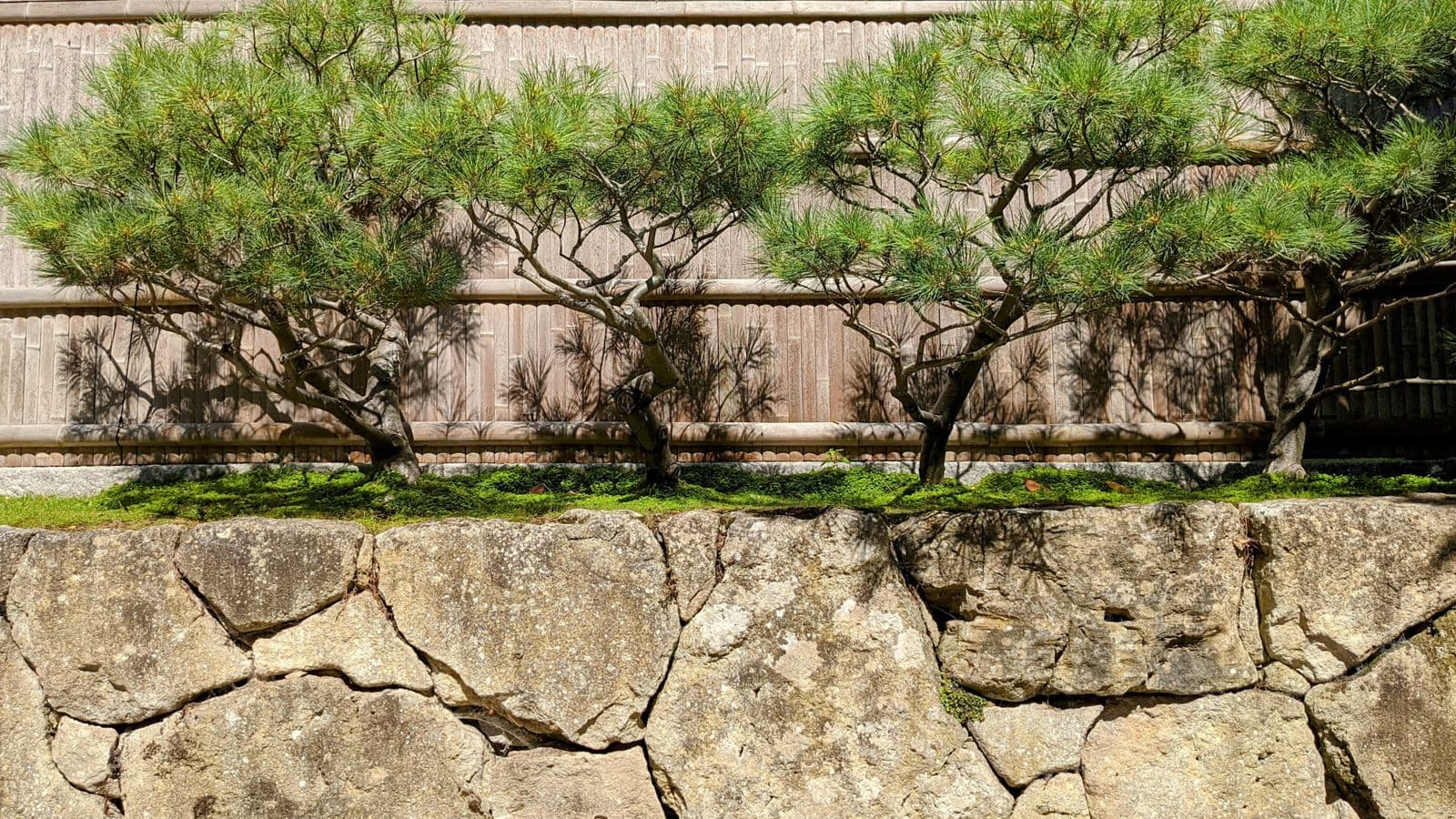 Stacked natural-stone retaining wall topped with a raised bed of manicured Japanese pine trees against a bamboo fence
