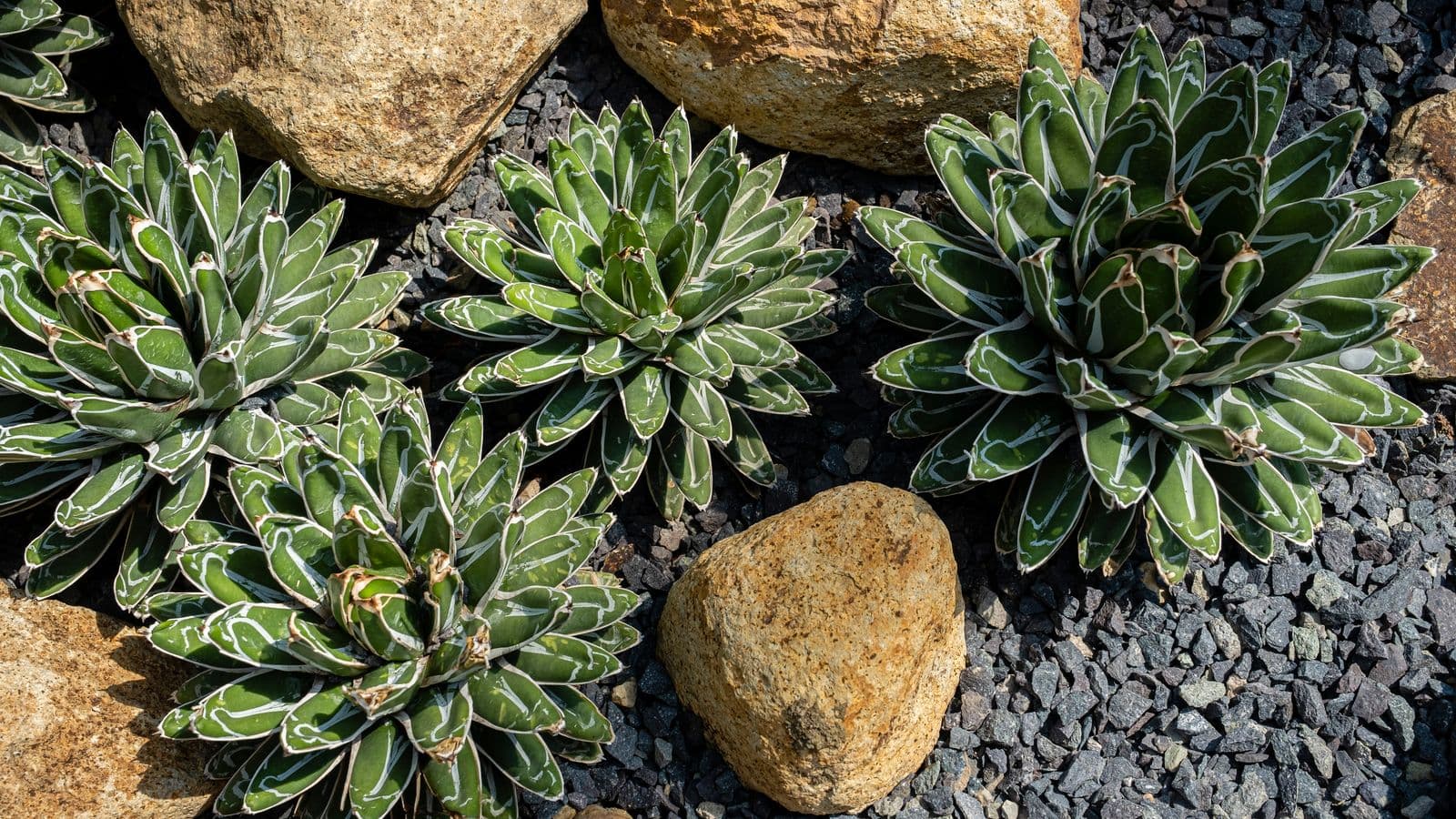 Queen Victoria agave rosettes set in a designed bed of dark gravel and sandstone boulders, an overhead view of a drought-tolerant rock garden