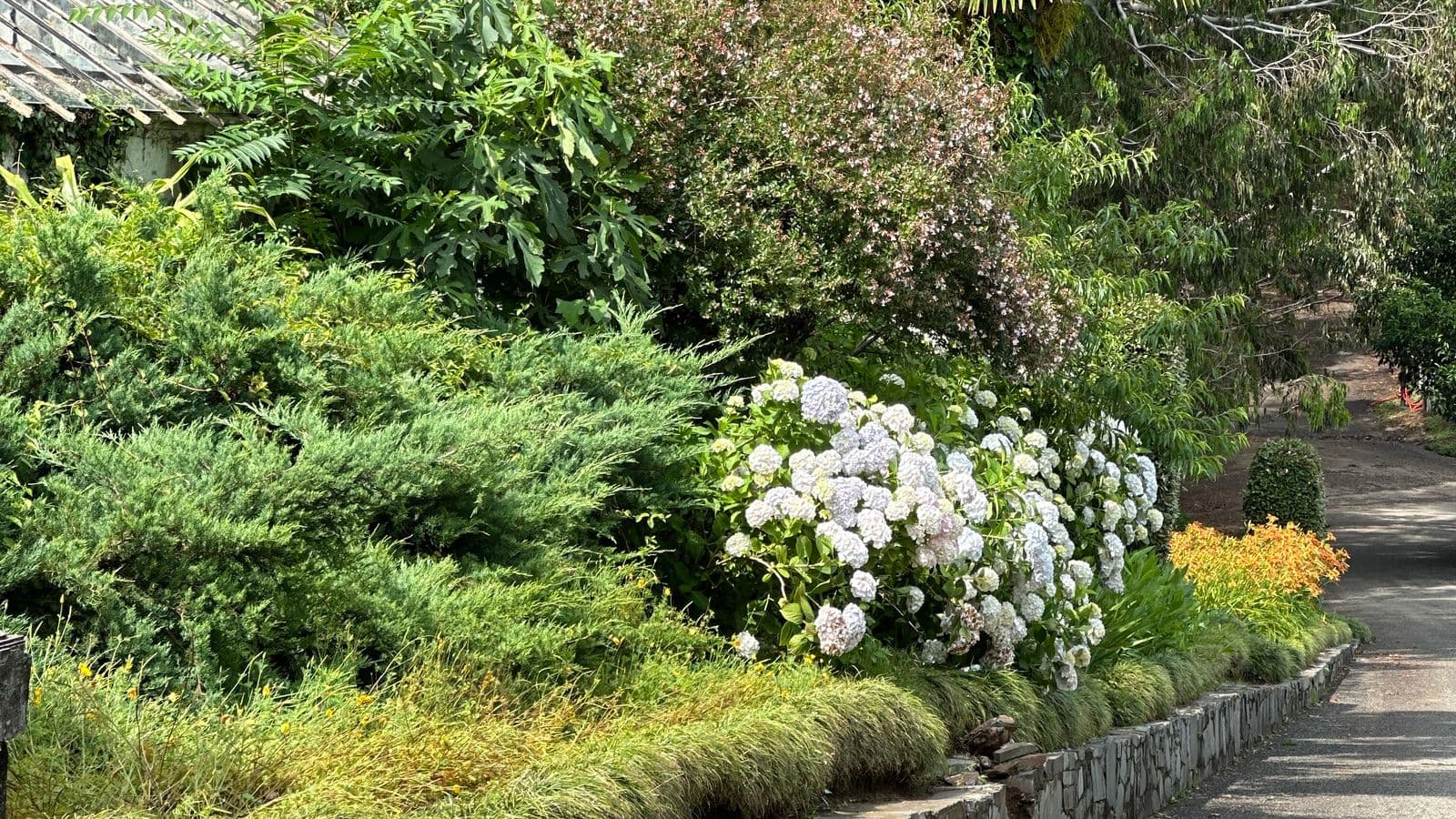 Natural fieldstone retaining wall lining a curved driveway, backed by lush hydrangeas and layered plantings