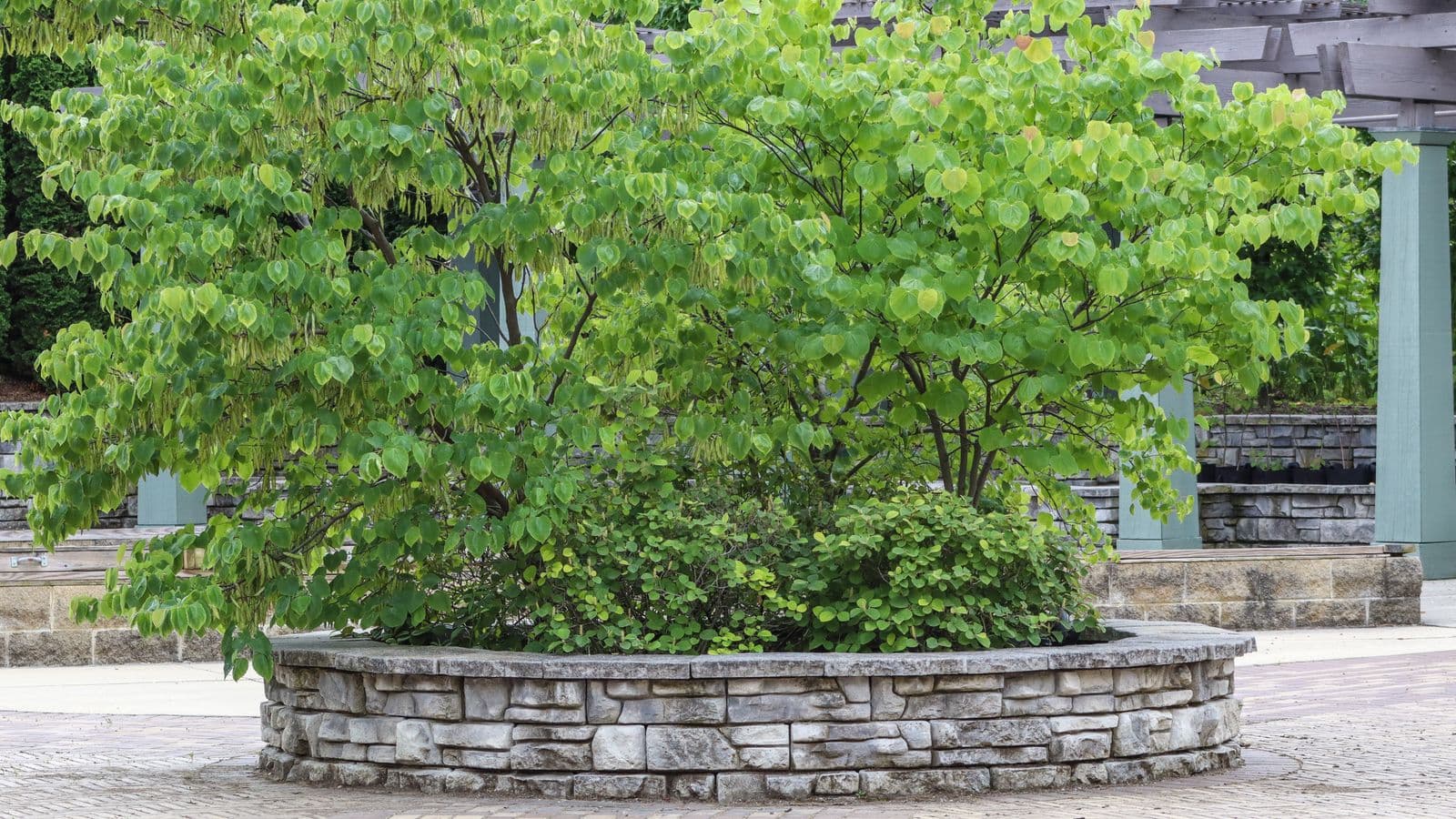 Circular dry-stacked stone retaining planter holding a redbud tree in an upscale paved garden courtyard