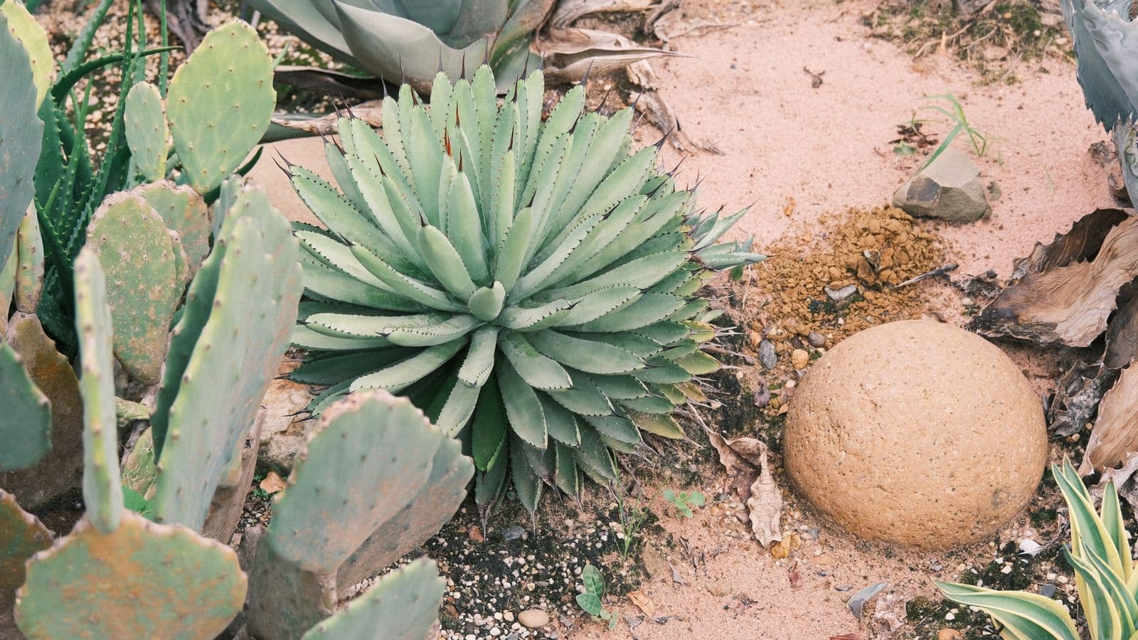 Blue agave, prickly pear cactus and a decorative stone sphere arranged in raked sand in a xeriscaped garden bed