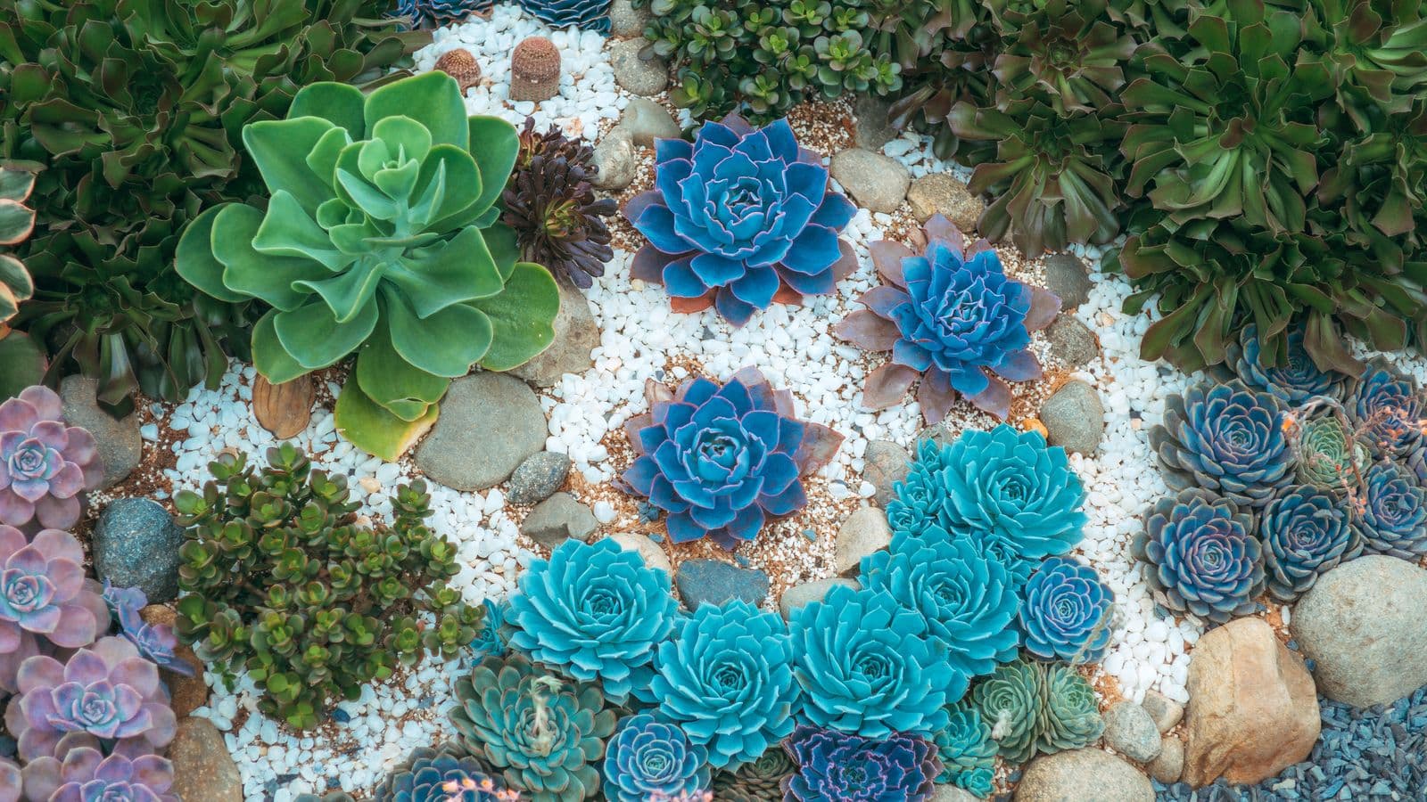 Overhead mosaic of colorful echeveria and aeonium succulents set among river rocks and white pebbles in a designed succulent garden