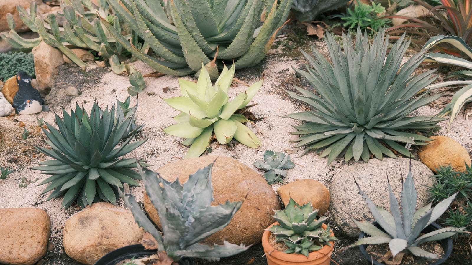 A designed drought garden bed of assorted agaves and succulents planted in pale sand among boulders and terracotta pots